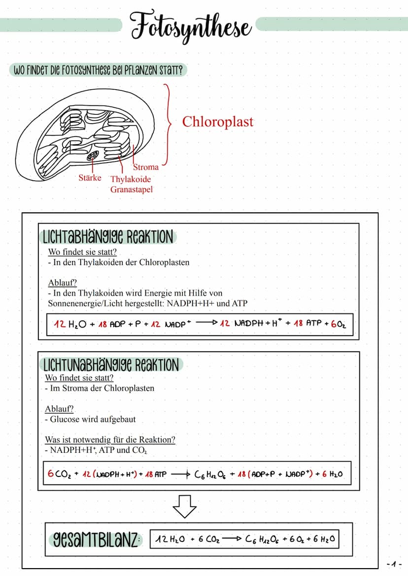 Fotosynthese
WO FINDET DIE FOTOSYNTHESE Bel PFLANZEN STATT?
Stroma
Stärke Thylakoide
Granastapel
LICHTABHaNgige ReaKTION
Wo findet sie statt