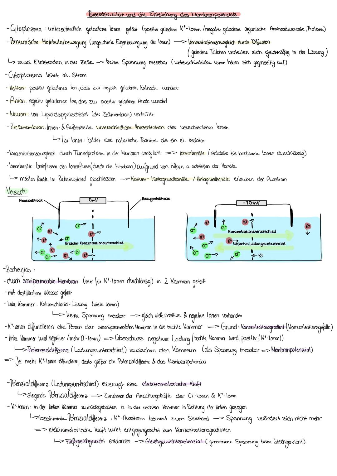 # Bicælektrizität und die Entstehung des Membranpotenzials

-Cytoplasma: unterschiedlich geladene lonen gelöst (positiv geladene K-lonen/neg