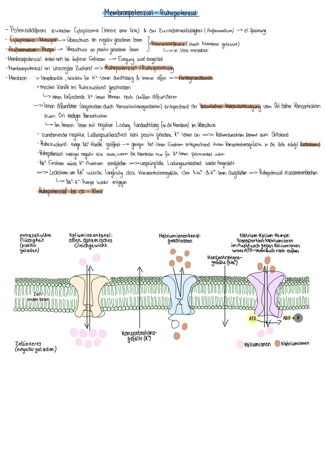 # Bicælektrizität und die Entstehung des Membranpotenzials

-Cytoplasma: unterschiedlich geladene lonen gelöst (positiv geladene K-lonen/neg