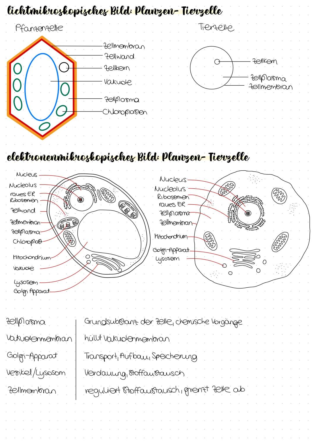 lichtmikroskopisches Bild: Planzen- Tierzelle
Tiemzelle
Pfanzenzelle
Nucleus
Nucleolus
raues ER
Ribosomen
Zellwand
Zellmembran-
zellplasma-
