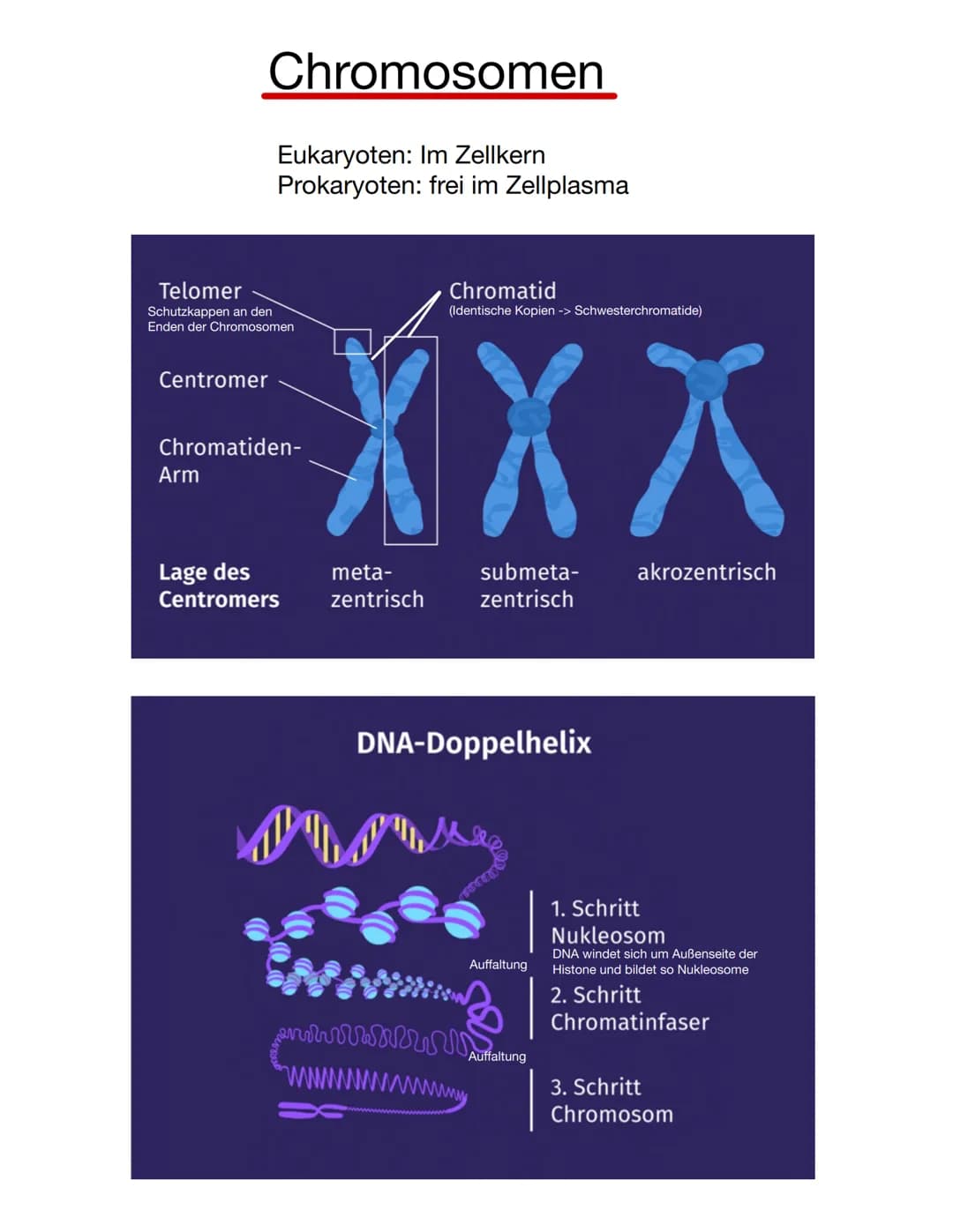  Chromosomen
Eukaryoten: Im Zellkern
Prokaryoten: frei im Zellplasma
Telomer
Schutzkappen an den
Enden der Chromosomen
Centromer
Chromatiden