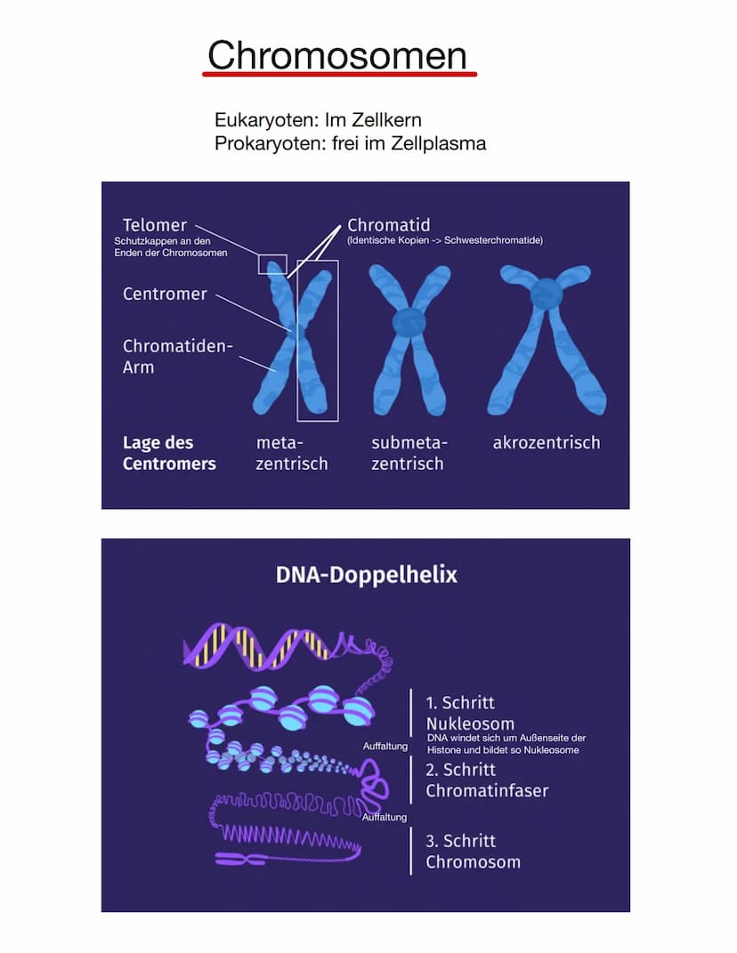  Chromosomen
Eukaryoten: Im Zellkern
Prokaryoten: frei im Zellplasma
Telomer
Schutzkappen an den
Enden der Chromosomen
Centromer
Chromatiden