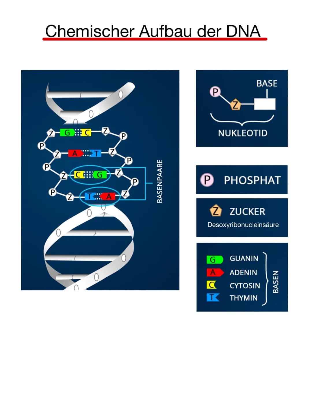  Chromosomen
Eukaryoten: Im Zellkern
Prokaryoten: frei im Zellplasma
Telomer
Schutzkappen an den
Enden der Chromosomen
Centromer
Chromatiden