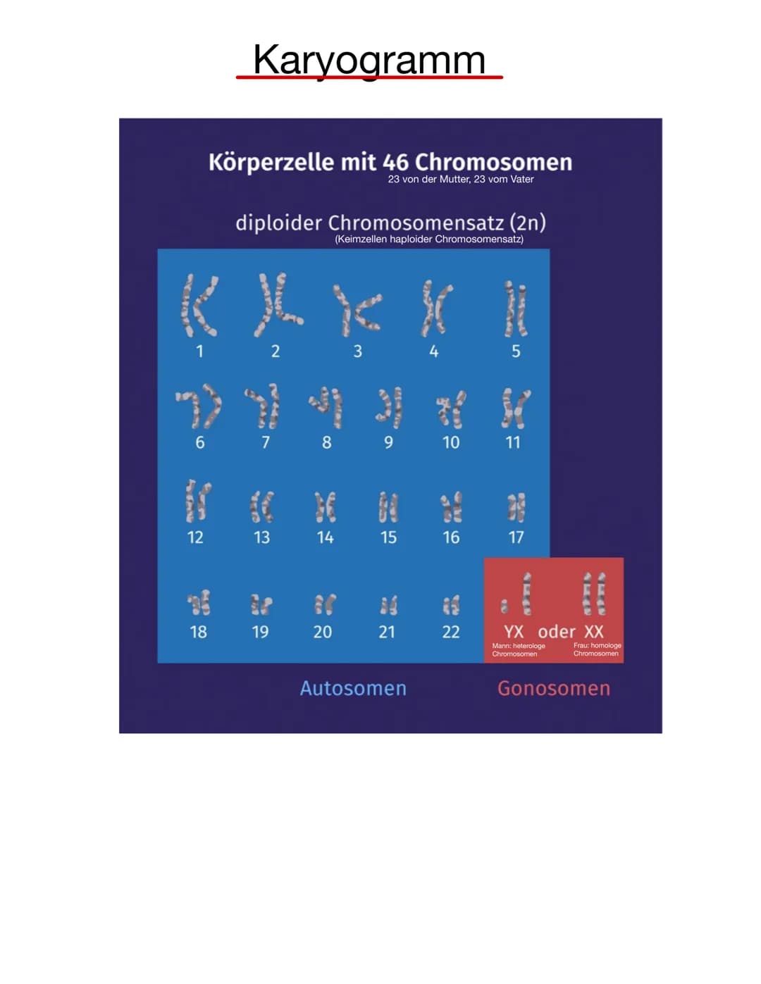  Chromosomen
Eukaryoten: Im Zellkern
Prokaryoten: frei im Zellplasma
Telomer
Schutzkappen an den
Enden der Chromosomen
Centromer
Chromatiden