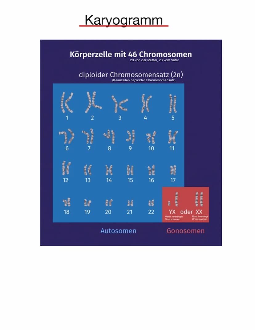  Chromosomen
Eukaryoten: Im Zellkern
Prokaryoten: frei im Zellplasma
Telomer
Schutzkappen an den
Enden der Chromosomen
Centromer
Chromatiden