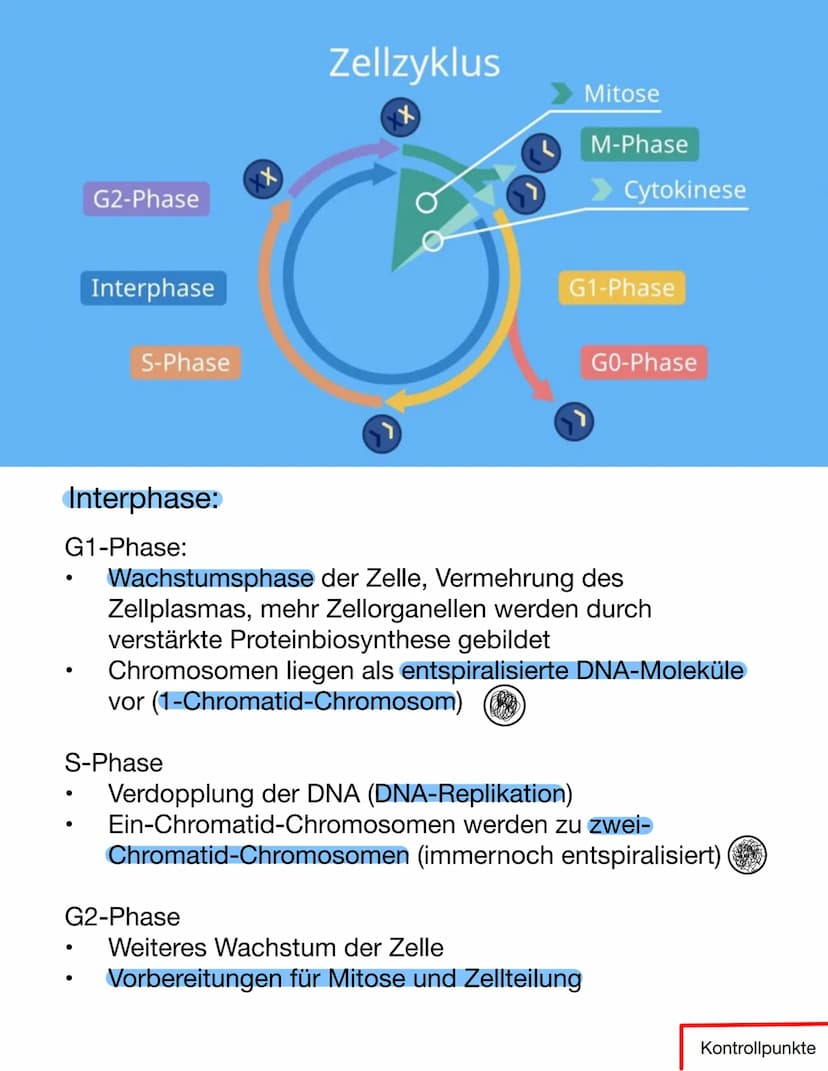  Chromosomen
Eukaryoten: Im Zellkern
Prokaryoten: frei im Zellplasma
Telomer
Schutzkappen an den
Enden der Chromosomen
Centromer
Chromatiden