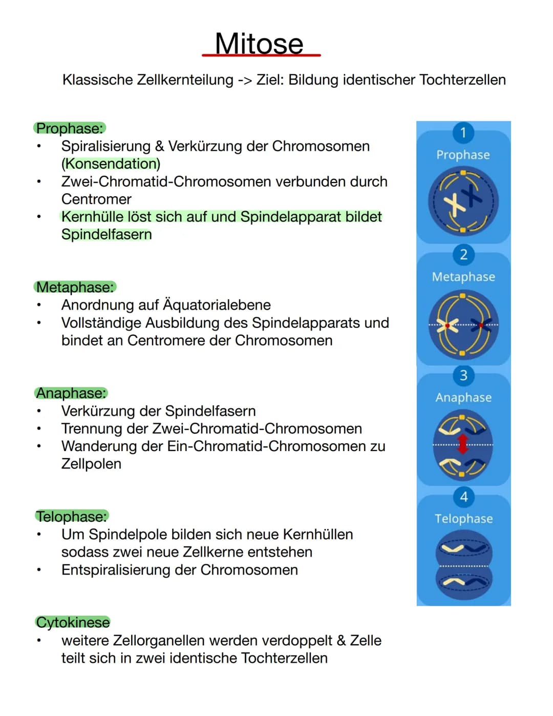  Chromosomen
Eukaryoten: Im Zellkern
Prokaryoten: frei im Zellplasma
Telomer
Schutzkappen an den
Enden der Chromosomen
Centromer
Chromatiden