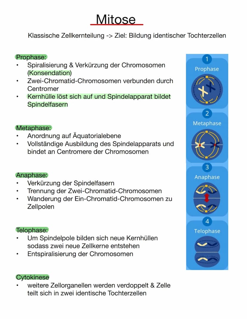 Chromosomen
Eukaryoten: Im Zellkern
Prokaryoten: frei im Zellplasma
Telomer
Schutzkappen an den
Enden der Chromosomen
Centromer
Chromatiden