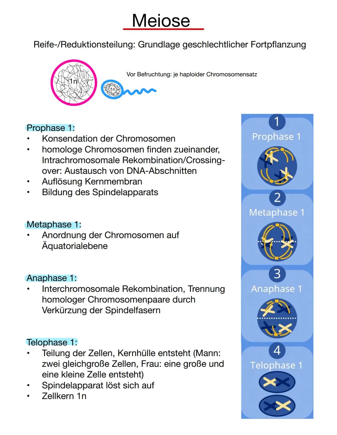  Chromosomen
Eukaryoten: Im Zellkern
Prokaryoten: frei im Zellplasma
Telomer
Schutzkappen an den
Enden der Chromosomen
Centromer
Chromatiden