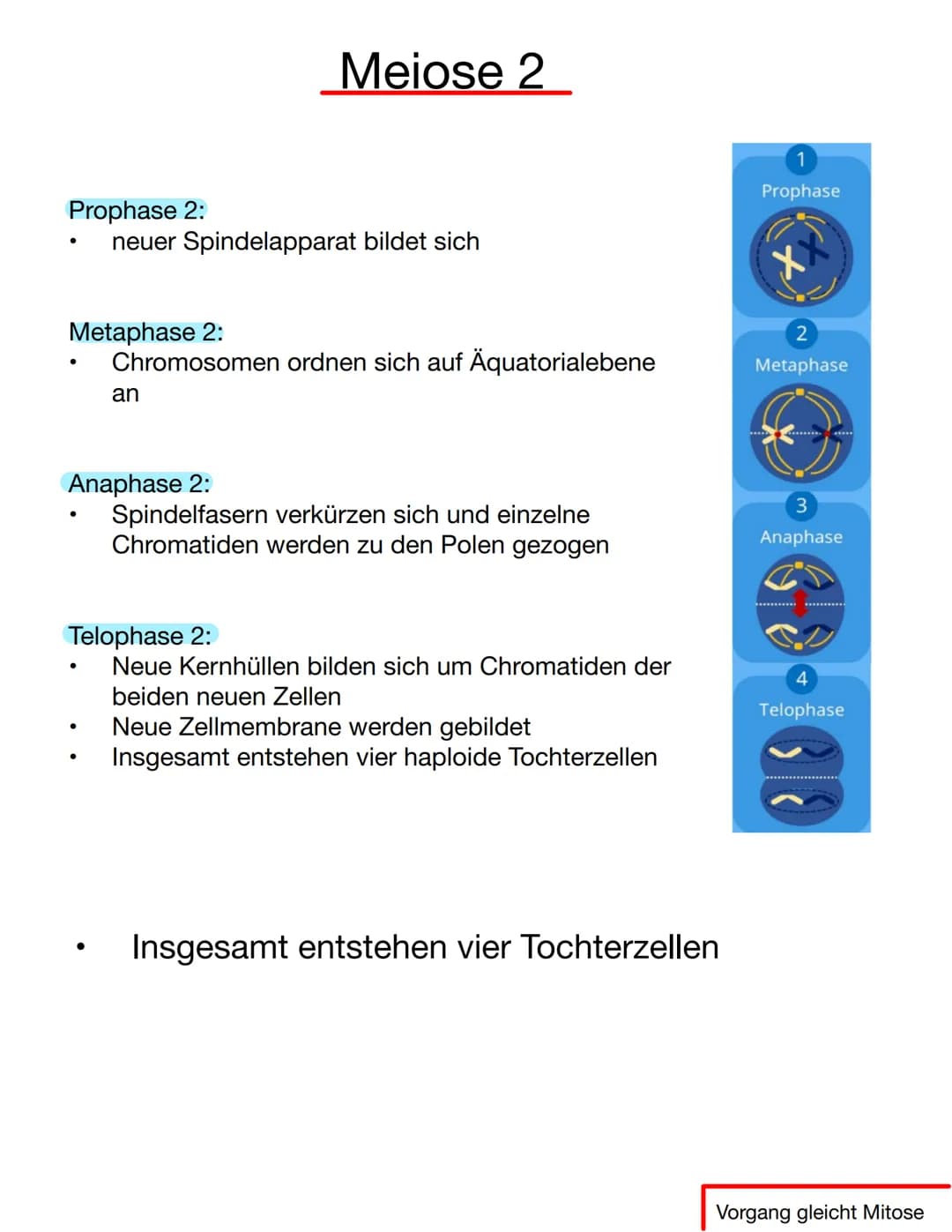 Chromosomen
Eukaryoten: Im Zellkern
Prokaryoten: frei im Zellplasma
Telomer
Schutzkappen an den
Enden der Chromosomen
Centromer
Chromatiden