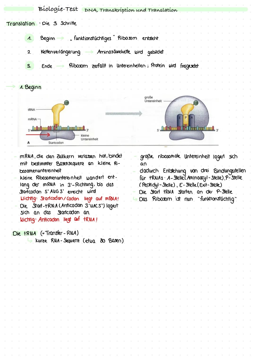 
<p>Die DNA (Desoxyribonucleinacid) ist eine fädige Struktur, welche die Erbinformationen eines Lebewesens enthält. Sie besteht aus aneinand