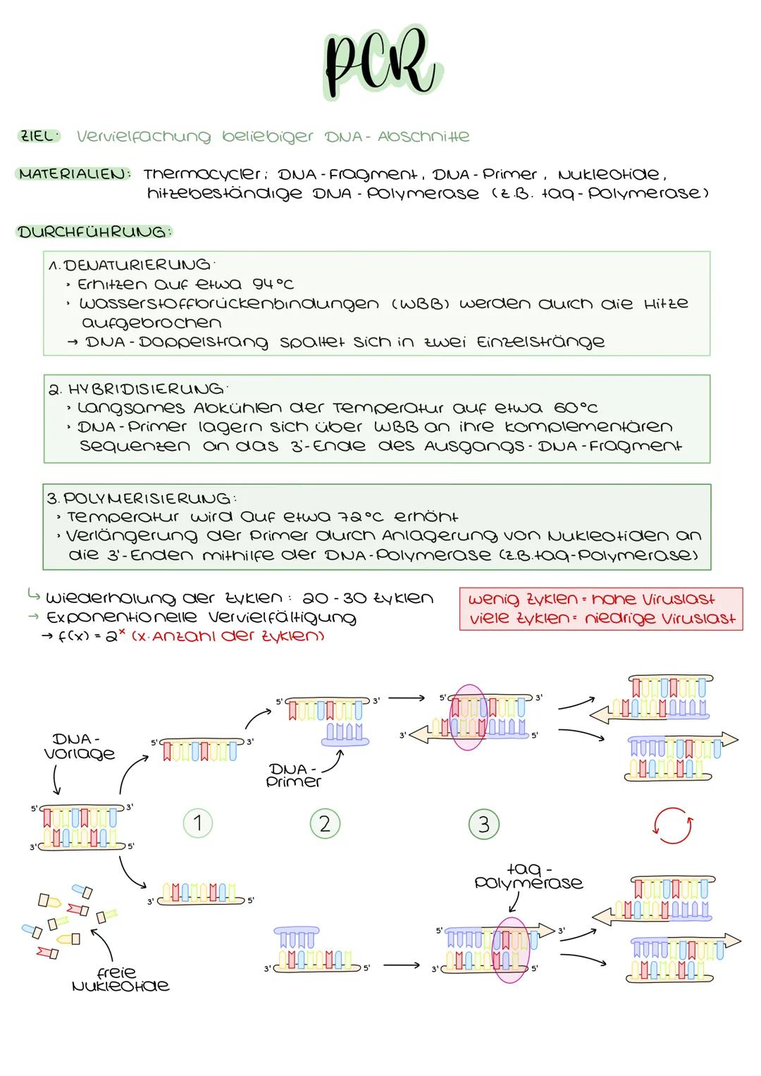 ZIEL Vervielfachung beliebiger DNA- Abschnitte
MATERIALIEN: Thermocycler: DNA-Fragment, DNA- Primer, Nukleotide,
hitzebeständige DNA -Polyme