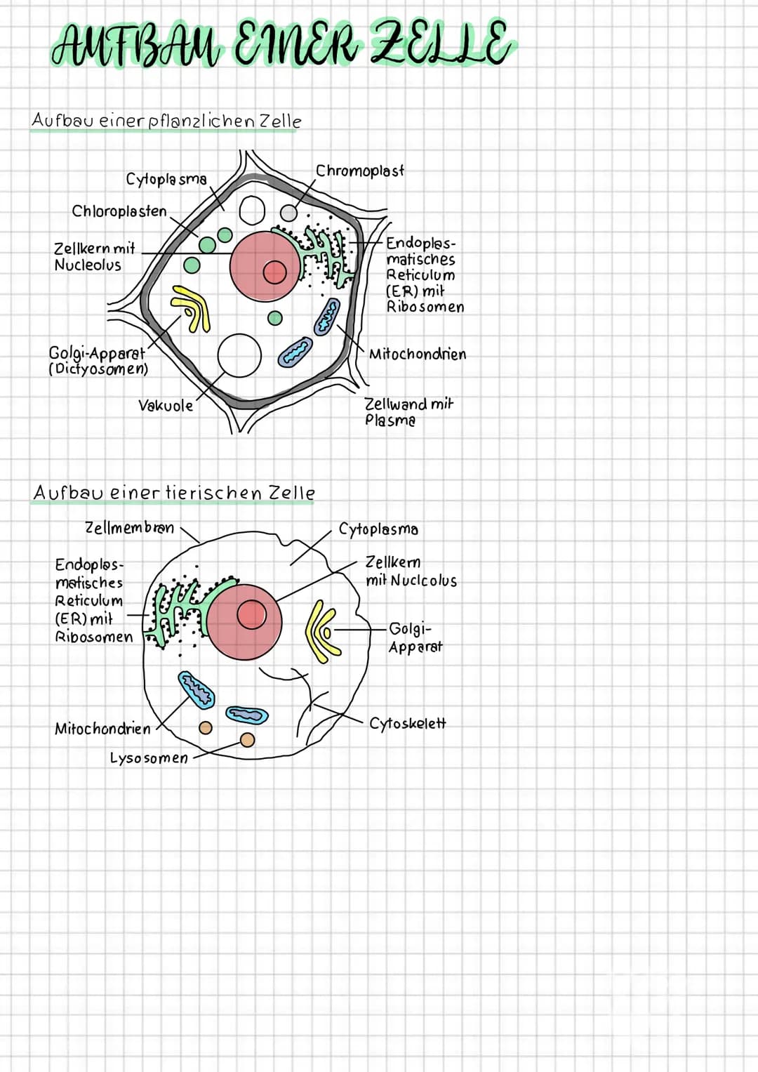 AUTBAY EINER ZELLE
Aufbau einer pflanzlichen Zelle
Cytopla sma
Chloroplasten.
Zellkern mit
Nucleolus
Golgi-Apparat
(Dictyosomen)
Vakuole
End