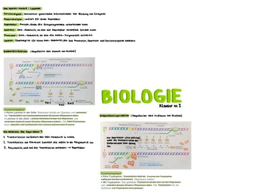 Know Lernzettel-Die Genregulation bei Prokaryoten  thumbnail