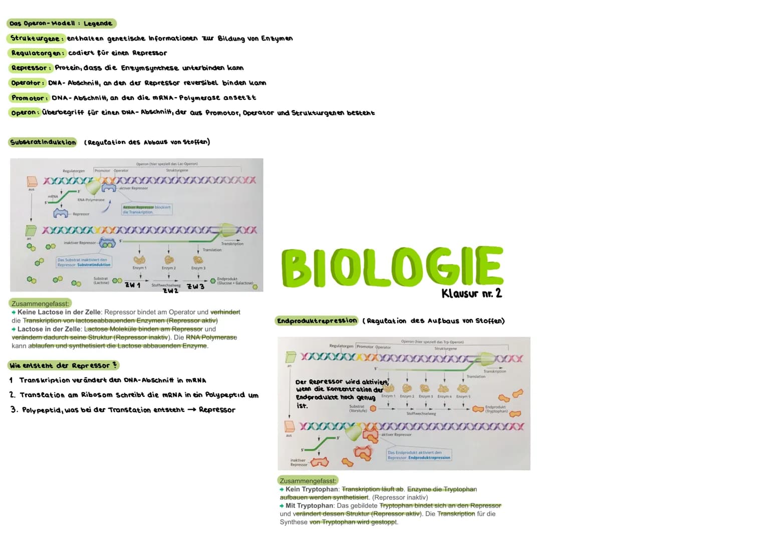 Das Operon-Modell: Legende
Strukturgene: enthalten genetische Informationen zur Bildung von Enzymen
Regulatorgen: codiert für einen Represso