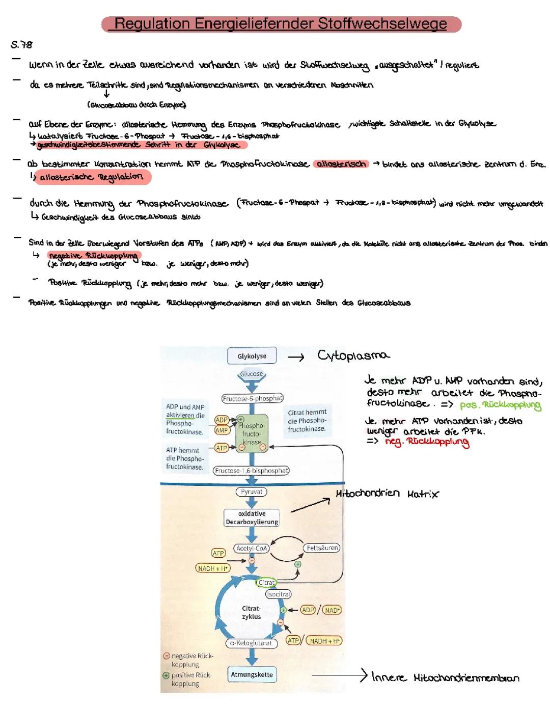 Allosterische Regulation und Phosphofructokinase einfach erklärt