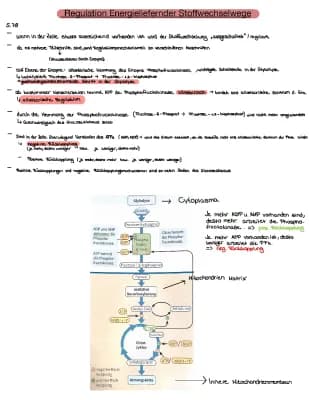 Know Regulation Energieliefernder Stoffwechselwege  thumbnail