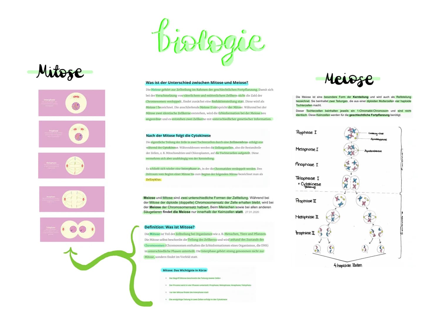 Mitose
Interphase
Prophase
Anaphase
0
Ö
1 P
0
biologie
Was ist der Unterschied zwischen Mitose und Meiose?
Die Meiose gehört zur Zellteilung