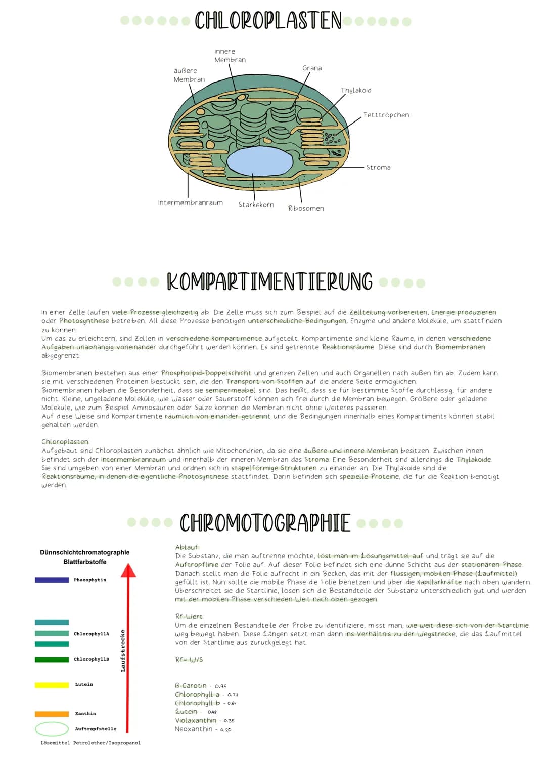 FOTOSYNTHESE
Vorgang, bei dem Strahlungsenergie der Sonne in chemisch gebundene Energie umgewandelt wird
Wasser + Kohlenstoffdioxid - Glucos