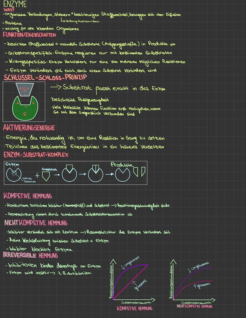 BIOLOGIE LERNZETTEL
KOHLENHYDRATE
· Energielieferant für Organismen
·Sauerstoff, Kohlenstoff, Wasserstoff
• Reservestoff, Bau-Gerüstsubstanz