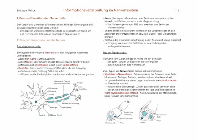 Know Informationsverarbeitung im Nervensystem thumbnail