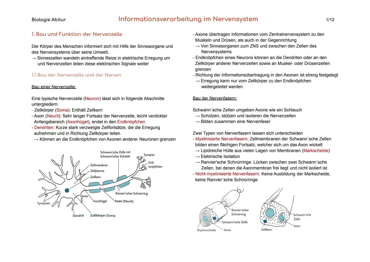Biologie Abitur
1. Bau und Funktion der Nervenzelle
Der Körper des Menschen informiert sich mit Hilfe der Sinnesorgane und
des Nervensystems