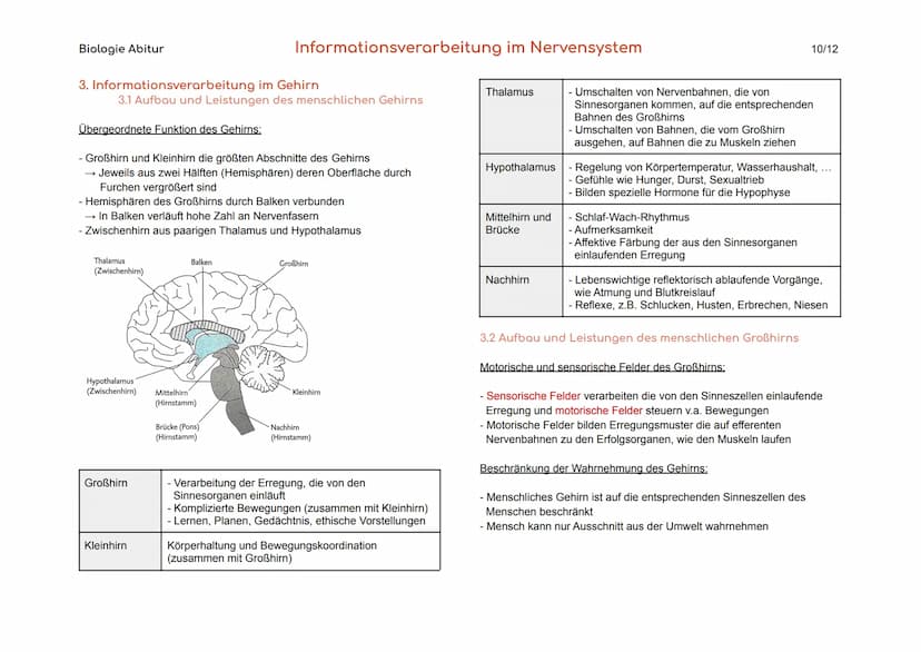 Biologie Abitur
1. Bau und Funktion der Nervenzelle
Der Körper des Menschen informiert sich mit Hilfe der Sinnesorgane und
des Nervensystems