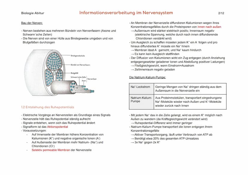 Biologie Abitur
1. Bau und Funktion der Nervenzelle
Der Körper des Menschen informiert sich mit Hilfe der Sinnesorgane und
des Nervensystems