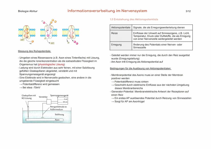 Biologie Abitur
1. Bau und Funktion der Nervenzelle
Der Körper des Menschen informiert sich mit Hilfe der Sinnesorgane und
des Nervensystems