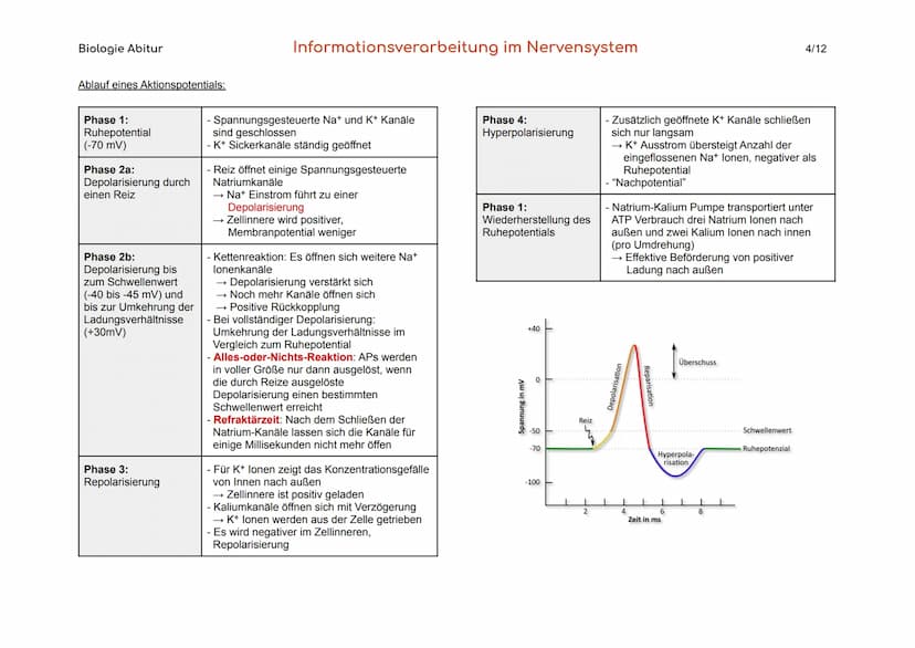 Biologie Abitur
1. Bau und Funktion der Nervenzelle
Der Körper des Menschen informiert sich mit Hilfe der Sinnesorgane und
des Nervensystems