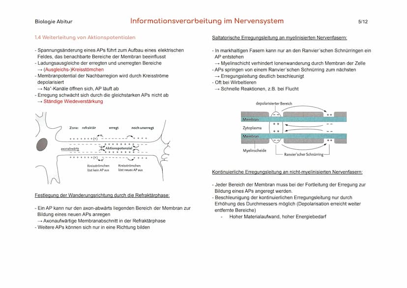 Biologie Abitur
1. Bau und Funktion der Nervenzelle
Der Körper des Menschen informiert sich mit Hilfe der Sinnesorgane und
des Nervensystems