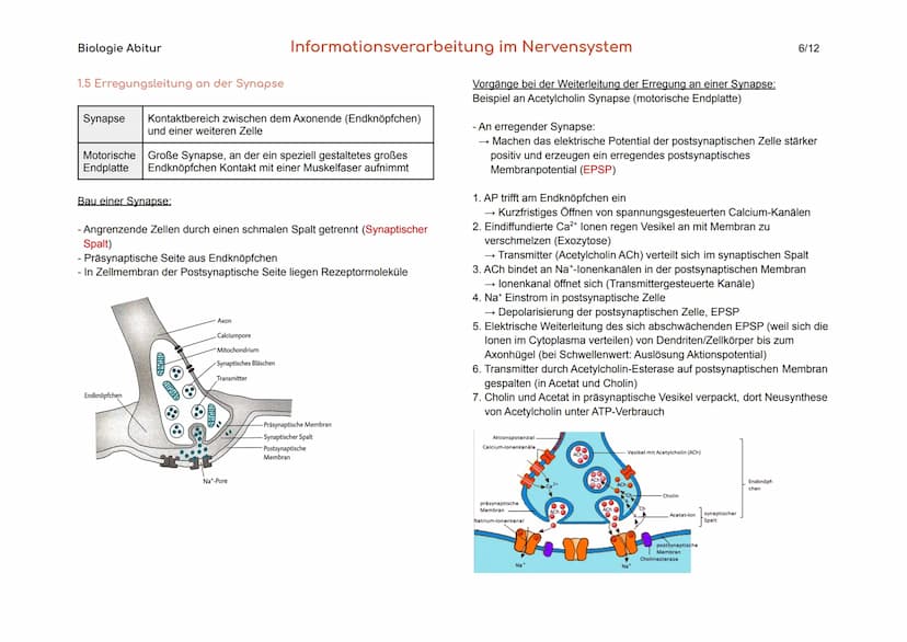 Biologie Abitur
1. Bau und Funktion der Nervenzelle
Der Körper des Menschen informiert sich mit Hilfe der Sinnesorgane und
des Nervensystems