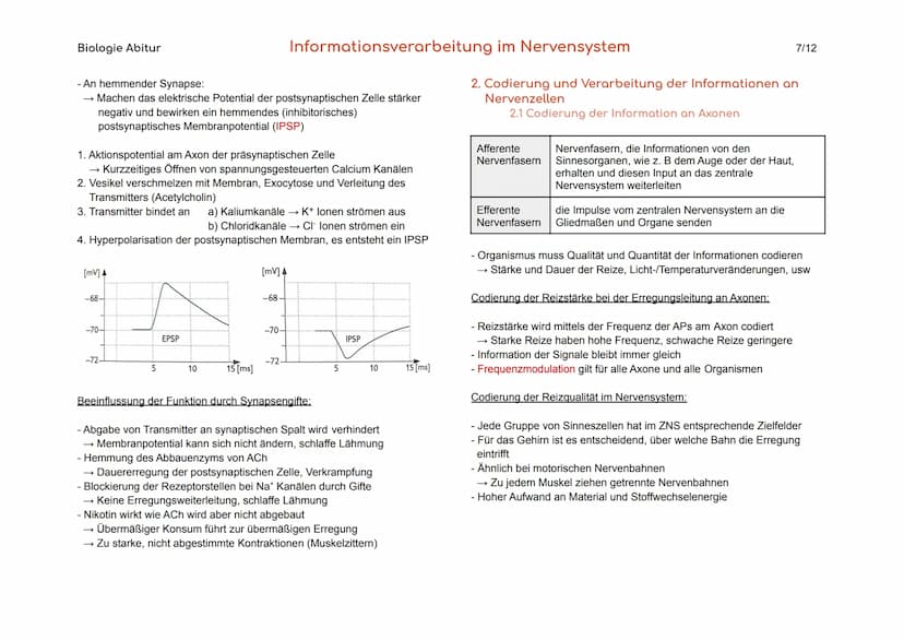 Biologie Abitur
1. Bau und Funktion der Nervenzelle
Der Körper des Menschen informiert sich mit Hilfe der Sinnesorgane und
des Nervensystems