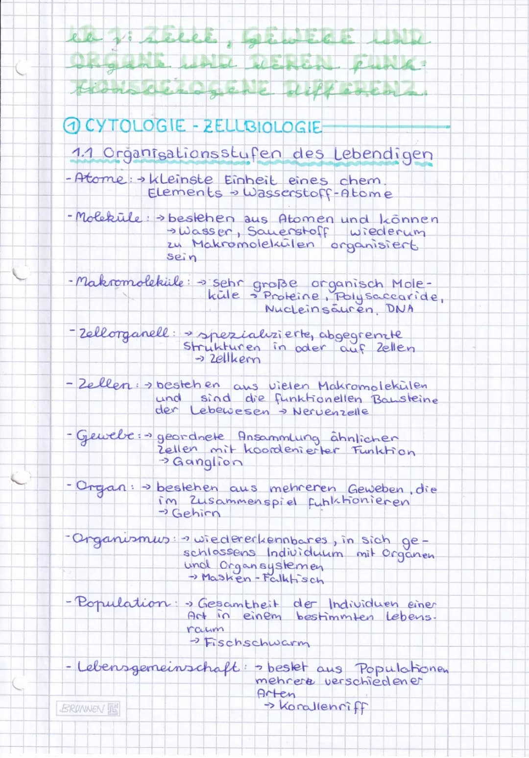 Organisationsebenen Biologie Arbeitsblatt - Einfach Erklärt für Klasse 7