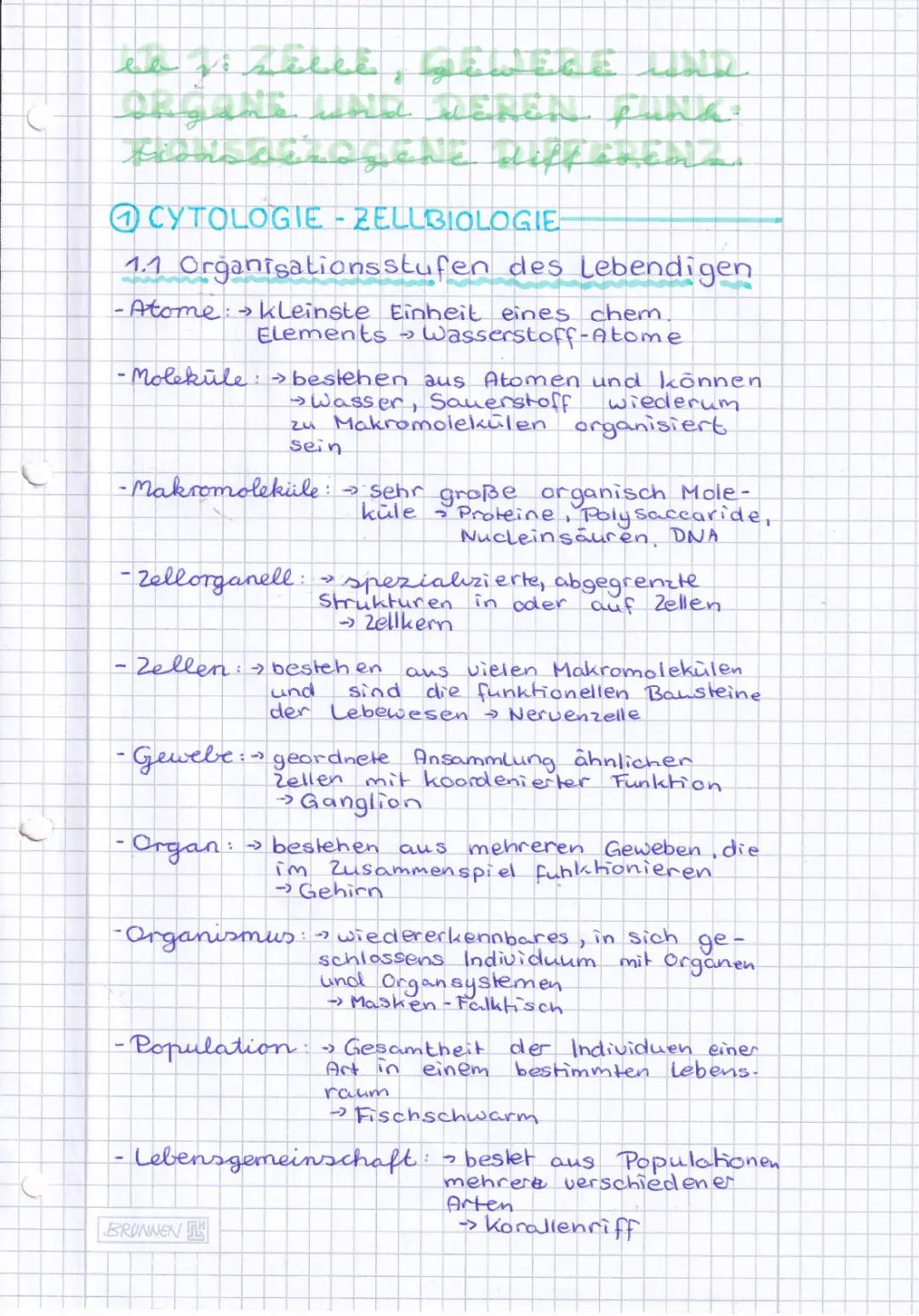 Organisationsebenen Biologie Arbeitsblatt - Einfach Erklärt für Klasse 7