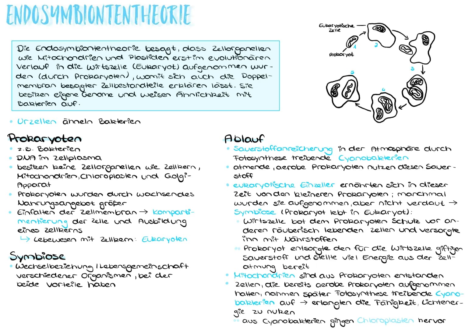 ENDOSYMBIONTENTHEORIE
Die Endosymbiontentheorie besagt, dass Zellorganellen
wie Mitochondrien und Plastiden erst im evolutionaren
Verlauf in