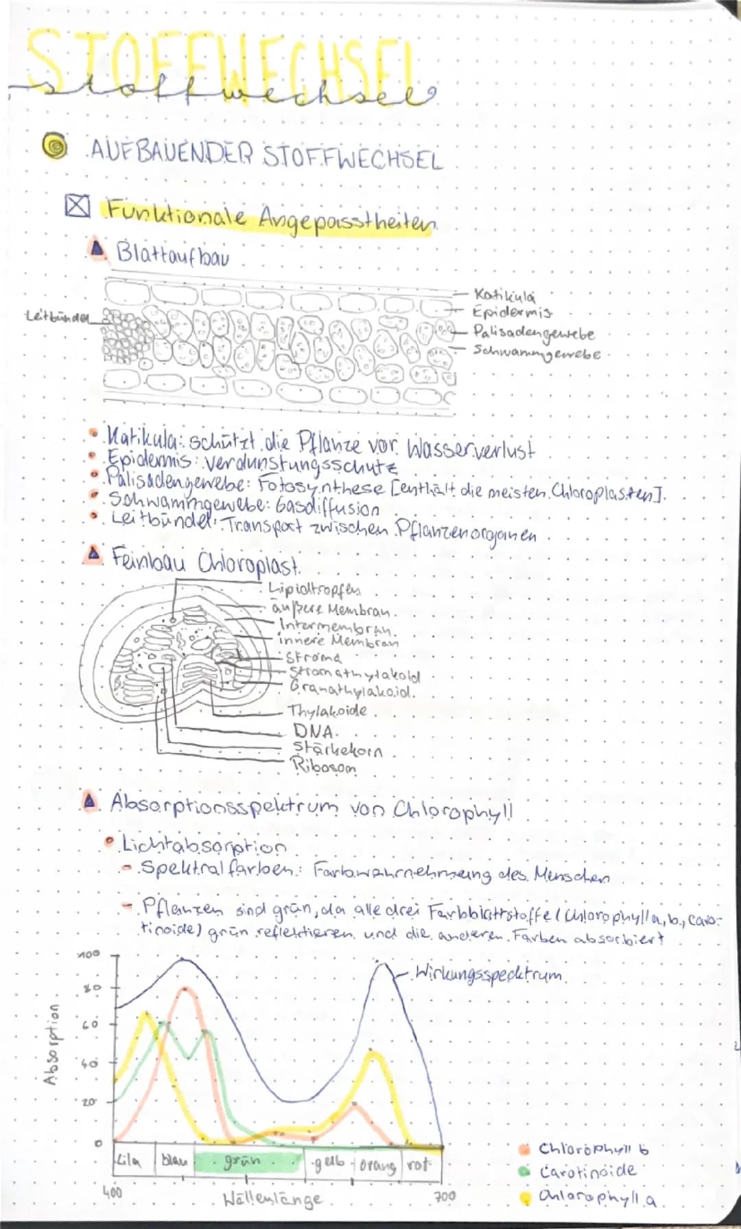 # STOFFWECHSEL

○ AUFBÄUENDER STOFFWECHSEL

☑ Funktionale Angepasstheiten

▲ Blattaufbau

Leitbündel

-Kutikula
-Epidermis
-Palisadengewebe
