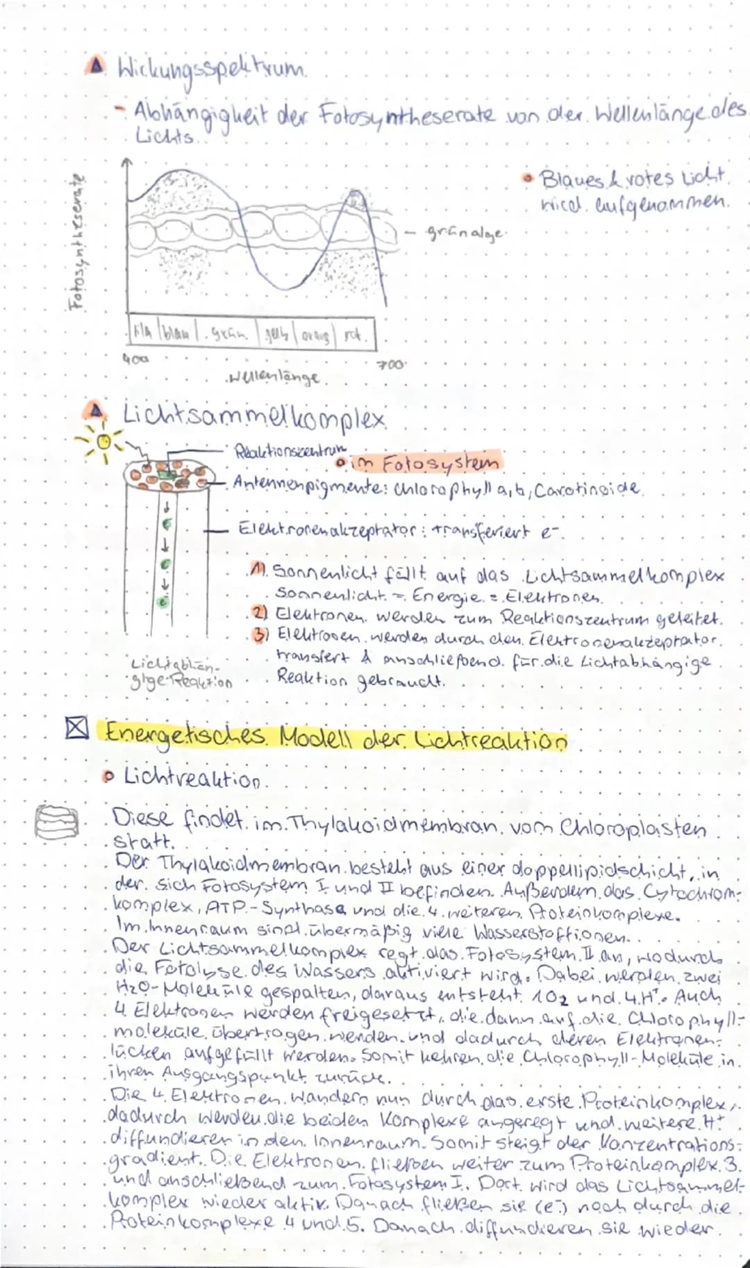 # STOFFWECHSEL

○ AUFBÄUENDER STOFFWECHSEL

☑ Funktionale Angepasstheiten

▲ Blattaufbau

Leitbündel

-Kutikula
-Epidermis
-Palisadengewebe

