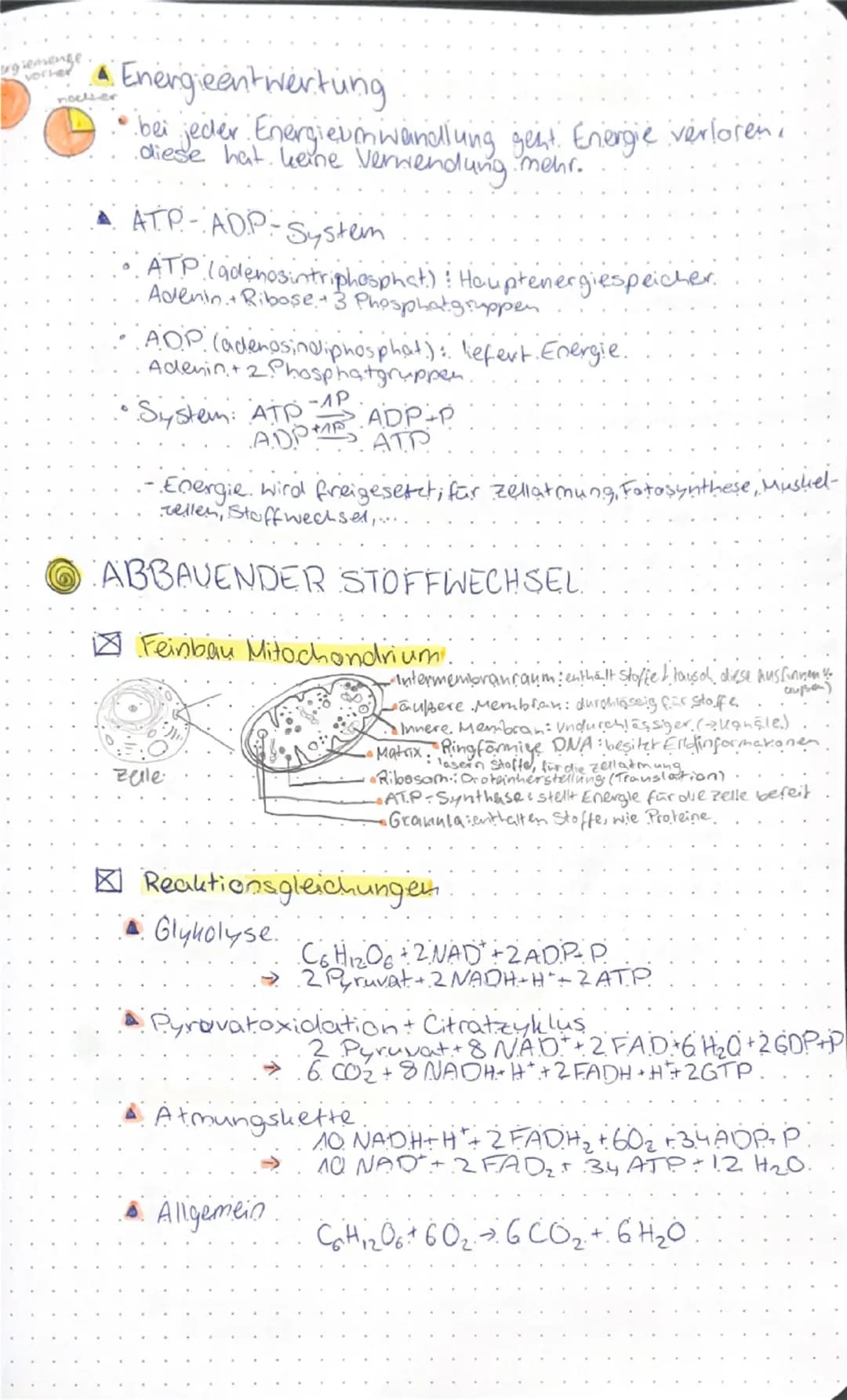 # STOFFWECHSEL

○ AUFBÄUENDER STOFFWECHSEL

☑ Funktionale Angepasstheiten

▲ Blattaufbau

Leitbündel

-Kutikula
-Epidermis
-Palisadengewebe
