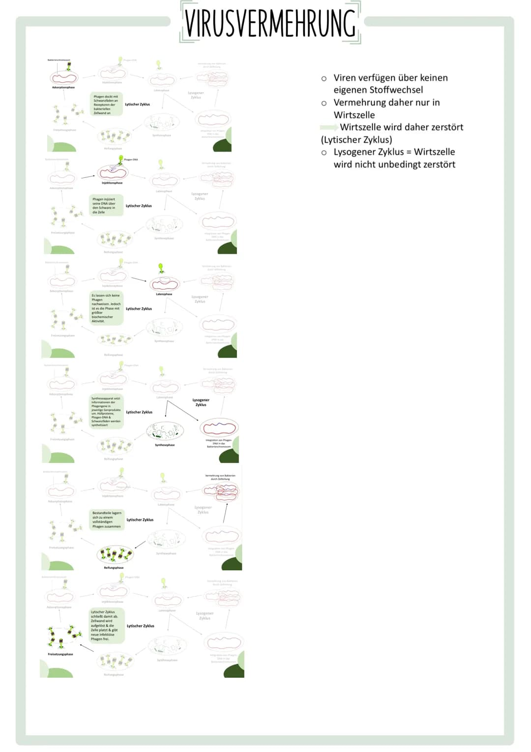 GENETISCHER
FINGERABDRUCK INHALTSVERZEICHNIS
•Codesonne
. Stammbäume
begründen
• PCR
GUC
GU
• Gelelektrophorese
• Virusvermehrung
A
C
G
Stic