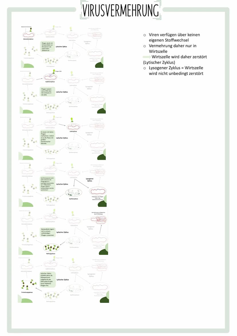GENETISCHER
FINGERABDRUCK INHALTSVERZEICHNIS
•Codesonne
. Stammbäume
begründen
• PCR
GUC
GU
• Gelelektrophorese
• Virusvermehrung
A
C
G
Stic