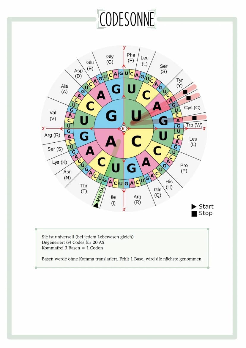 GENETISCHER
FINGERABDRUCK INHALTSVERZEICHNIS
•Codesonne
. Stammbäume
begründen
• PCR
GUC
GU
• Gelelektrophorese
• Virusvermehrung
A
C
G
Stic