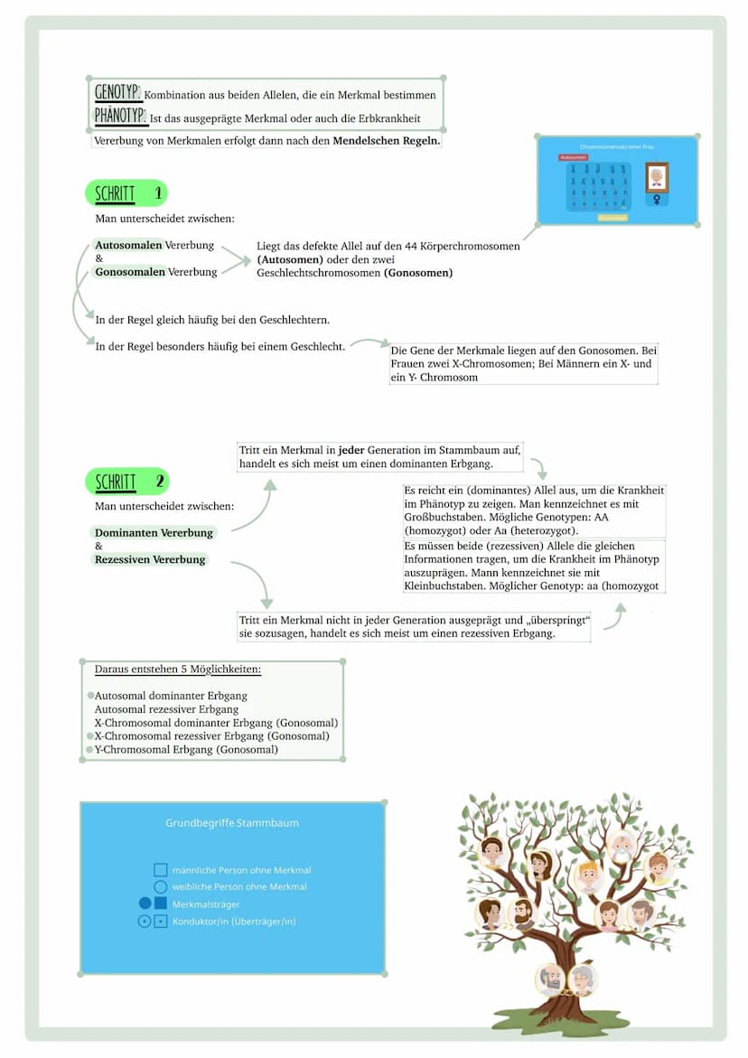 GENETISCHER
FINGERABDRUCK INHALTSVERZEICHNIS
•Codesonne
. Stammbäume
begründen
• PCR
GUC
GU
• Gelelektrophorese
• Virusvermehrung
A
C
G
Stic