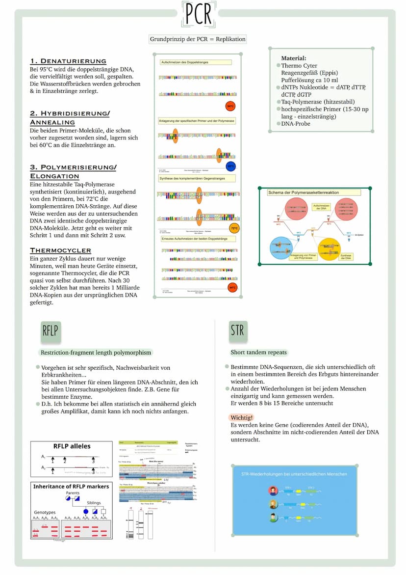 GENETISCHER
FINGERABDRUCK INHALTSVERZEICHNIS
•Codesonne
. Stammbäume
begründen
• PCR
GUC
GU
• Gelelektrophorese
• Virusvermehrung
A
C
G
Stic