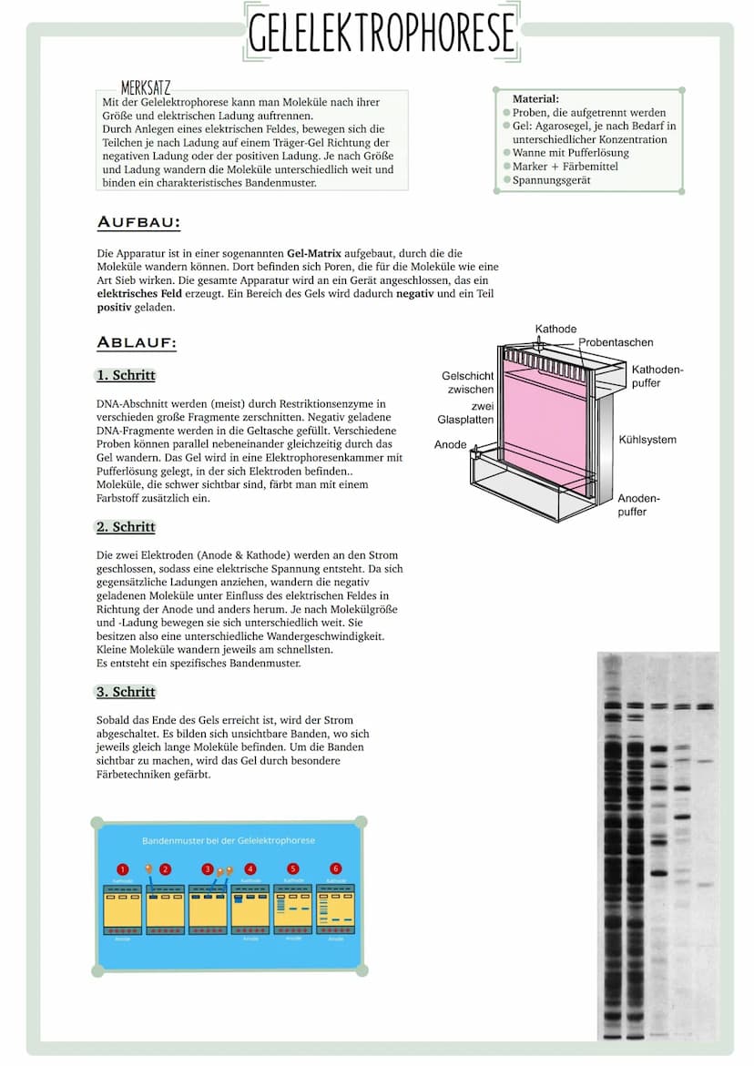 GENETISCHER
FINGERABDRUCK INHALTSVERZEICHNIS
•Codesonne
. Stammbäume
begründen
• PCR
GUC
GU
• Gelelektrophorese
• Virusvermehrung
A
C
G
Stic