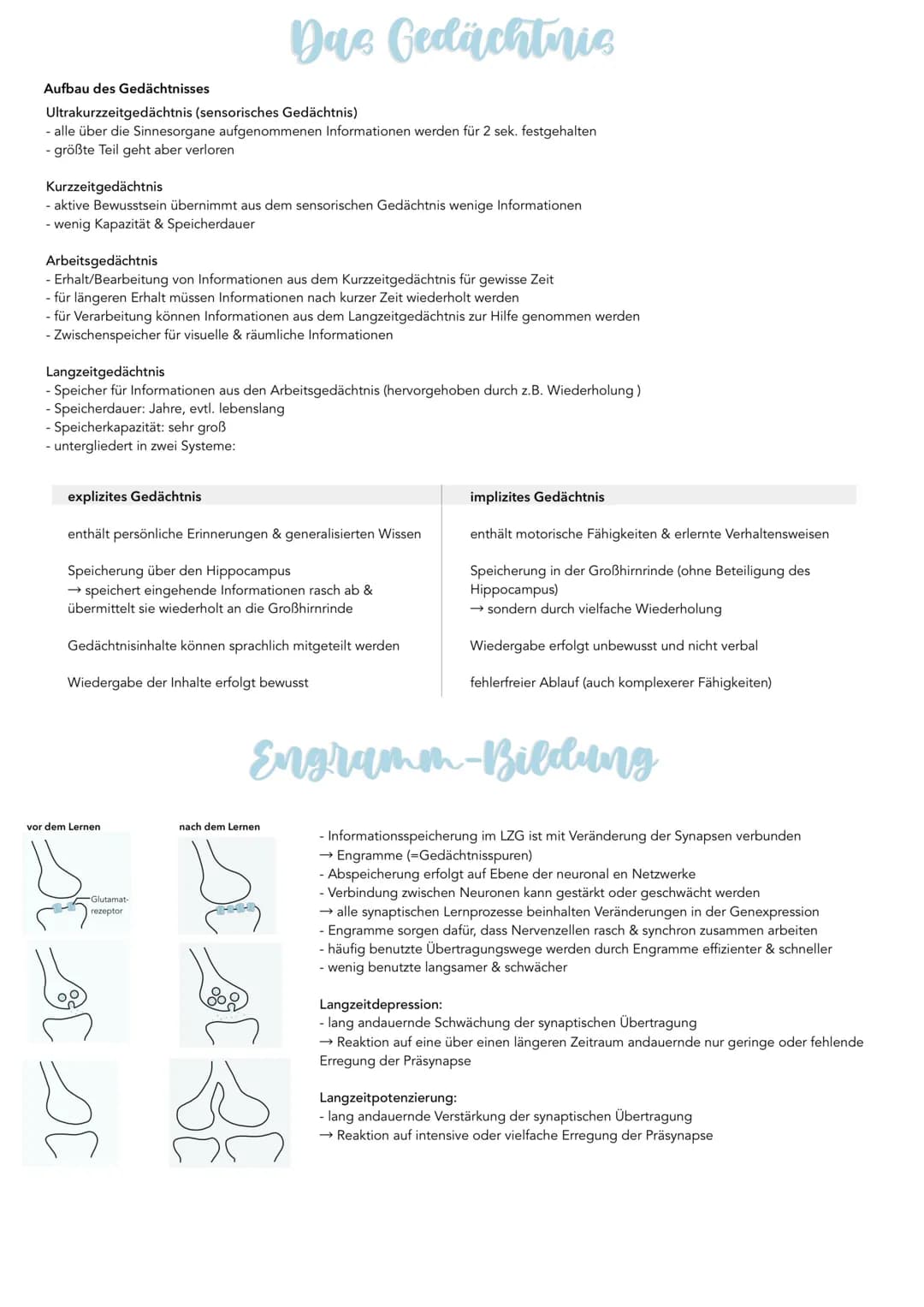 Aufbau des Gedächtnisses
Ultrakurzzeitgedächtnis (sensorisches Gedächtnis)
alle über die Sinnesorgane aufgenommenen Informationen werden für