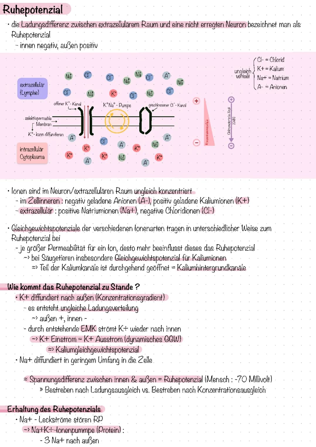 Ruhepotenzial und Aktionspotenzial