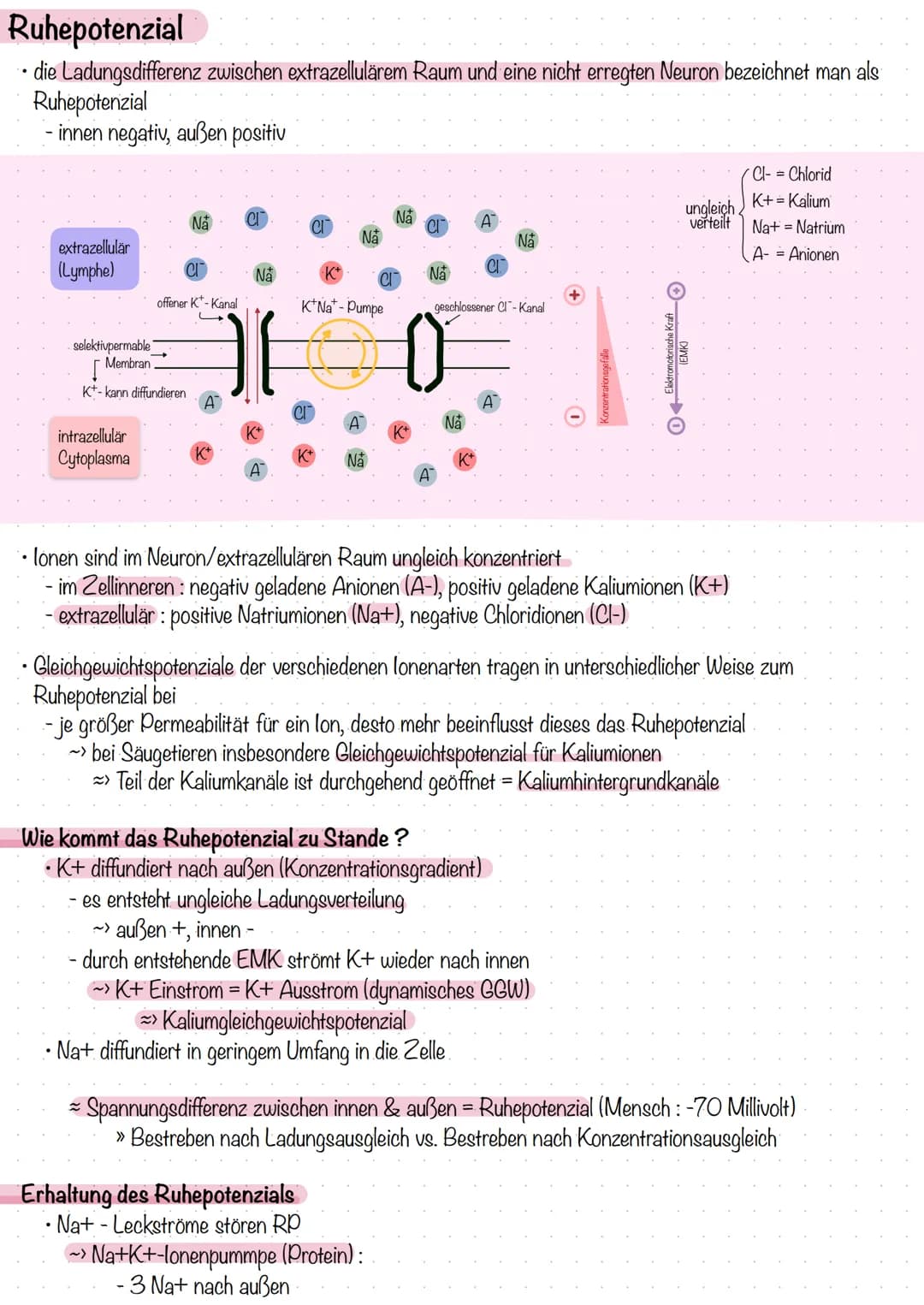 Ruhepotenzial
die Ladungsdifferenz zwischen extrazellulärem Raum und eine nicht erregten Neuron bezeichnet man als
Ruhepotenzial
innen negat