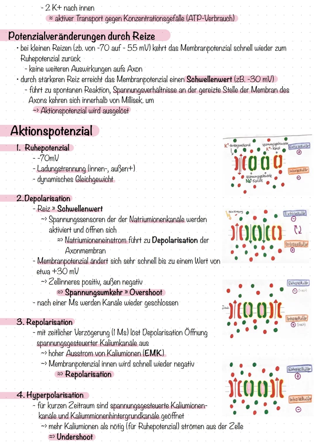 Ruhepotenzial
die Ladungsdifferenz zwischen extrazellulärem Raum und eine nicht erregten Neuron bezeichnet man als
Ruhepotenzial
innen negat