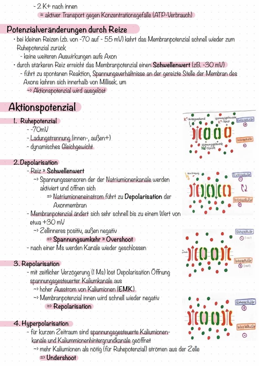 Ruhepotenzial
die Ladungsdifferenz zwischen extrazellulärem Raum und eine nicht erregten Neuron bezeichnet man als
Ruhepotenzial
innen negat
